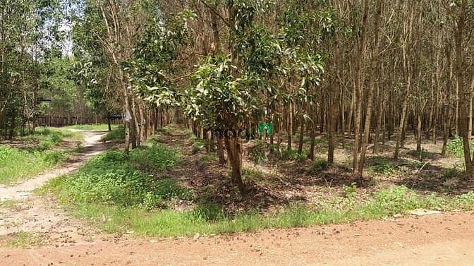 Hình ảnh Bán 7.7 mẫu đất Tân Xuân, Hàm Tân chưa qua Trang MB66.COM Chính Thức - MB 66 Uy Tín