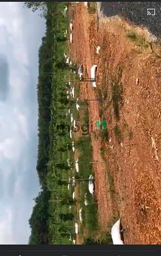Hình ảnh Bán 2,2ha đất Vườn Phú Lý Vĩnh Cửu