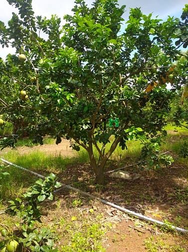 Hình ảnh Bán 5300m2 đất vườn Trị An Vĩnh Cửu có 900m tc