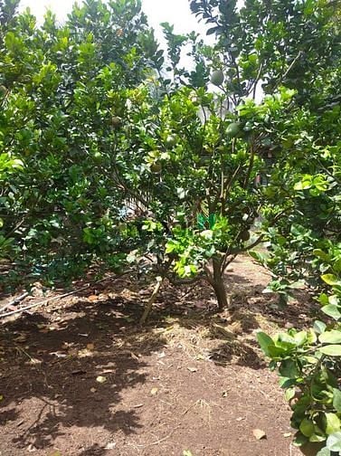 Hình ảnh Bán 5300m2 đất vườn Trị An Vĩnh Cửu có 900m tc