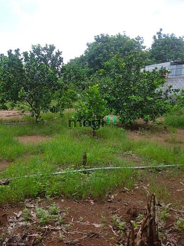 Hình ảnh Bán 5300m2 đất vườn Trị An Vĩnh Cửu có 900m tc