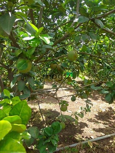 Hình ảnh Bán 5300m2 đất vườn Trị An Vĩnh Cửu có 900m tc