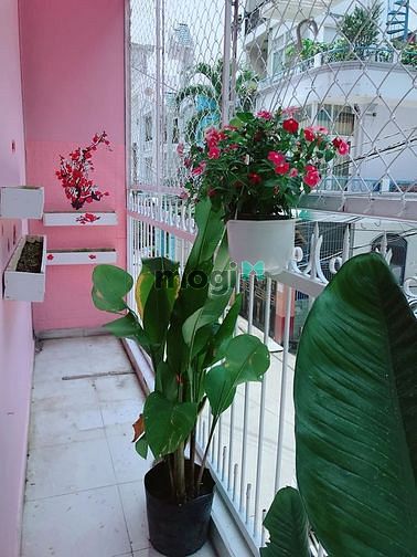 Hình ảnh Phòng 36m2 Full Nội Thất - Ban Công, Bao Thoáng Tại Pico Cộng Hòa