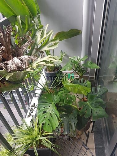 Hình ảnh Căn 2PN ban công rộng full nội thất