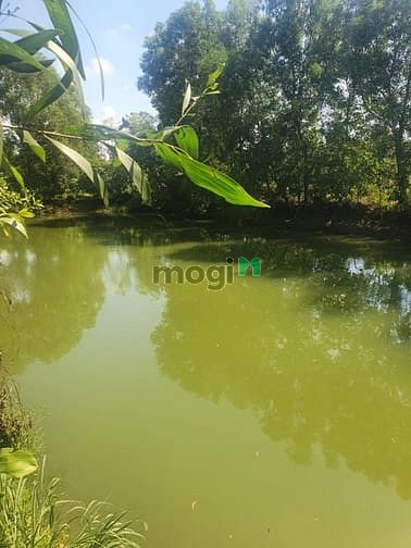 Hình ảnh Đất 1000m2 thổ cư, sát hồ trị an,mặt tiền đường bê tông, có sẵn nhà