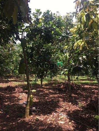 Hình ảnh Đất 1000m2 thổ cư, sát hồ trị an,mặt tiền đường bê tông, có sẵn nhà