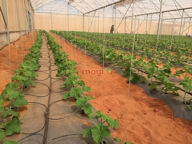 Hình ảnh Đất Bình Thuận Trang MB66.COM Chính Thức - MB 66 Uy Tín giá tốt, xã Hồng Thái – Bắc Bình.