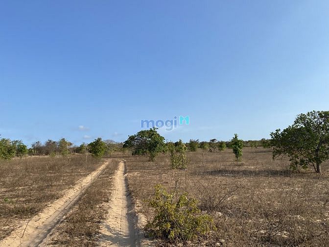 Hình ảnh Mình bán lô MT LIÊN HUYỆN, 5125m2, Ra biển 3km