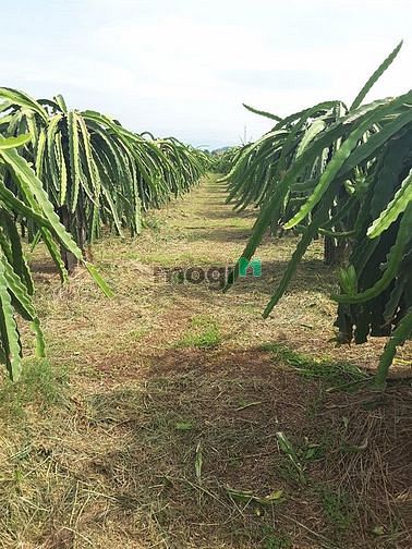 Hình ảnh BÁN GẤP: Đất Thị Trấn 5526m2, Gần BIỂN, SỔ SẴN