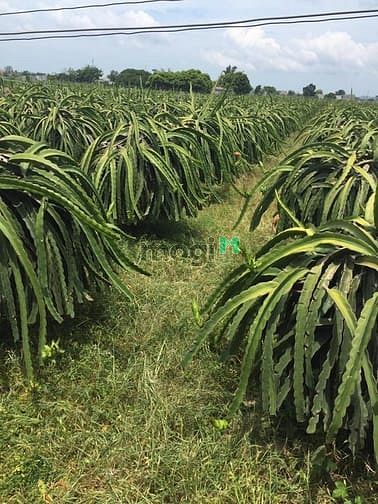 Hình ảnh BÁN GẤP: Đất Thị Trấn 5526m2, Gần BIỂN, SỔ SẴN