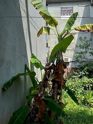 Hình ảnh Siêu hiếm Bán đất nền thổ cư Lạc Long quân – Tây Hồ 41m2 MT 3m 2.4 tỷ