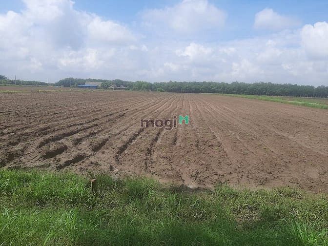 Hình ảnh Cần bán nhanh đất Tân Quan 275m2 thổ cư 100m2 sổ hồng riêng