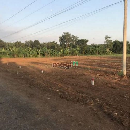 Hình ảnh Đất thổ cư khu phố 1 Hắc Dịch diện tích 146m2 thổ cư ngang 5