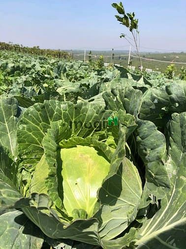 Hình ảnh Đất đẹp khó kiếm tại Bảo Lộc - Lâm Đồng
