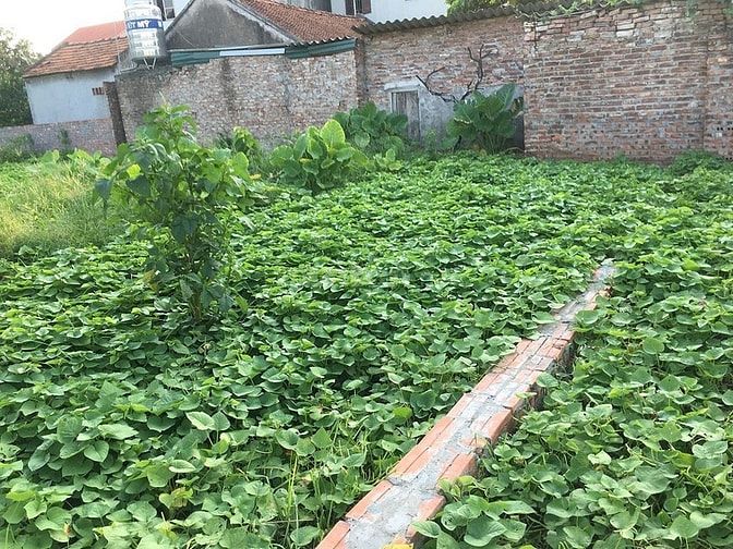 Hình ảnh Bán gấp 43.5m2, MT 4.8m đất phố Keo, Gia Lâm Đầu tư lãi chặt.