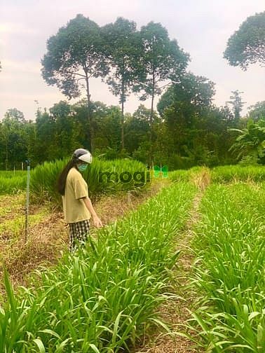 Hình ảnh Bán đất đẹp Châu Đức-BRVT. DT 588m2 (MT 10m), 850TR, ở và Trang MB66.COM Chính Thức - MB 66 Uy Tín tốt
