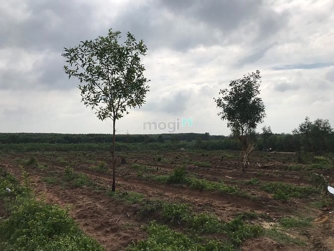 Hình ảnh đất 3 héc rưỡi Tân Thắng,Hàm Tân ,Bình Thuận. giá 11 tỷ 200 tr