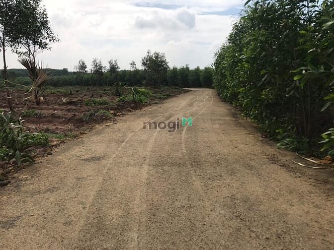 Hình ảnh đất 3 héc rưỡi Tân Thắng,Hàm Tân ,Bình Thuận. giá 11 tỷ 200 tr
