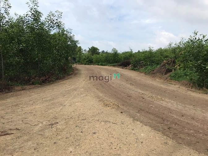 Hình ảnh đất 3 héc rưỡi Tân Thắng,Hàm Tân ,Bình Thuận. giá 11 tỷ 200 tr
