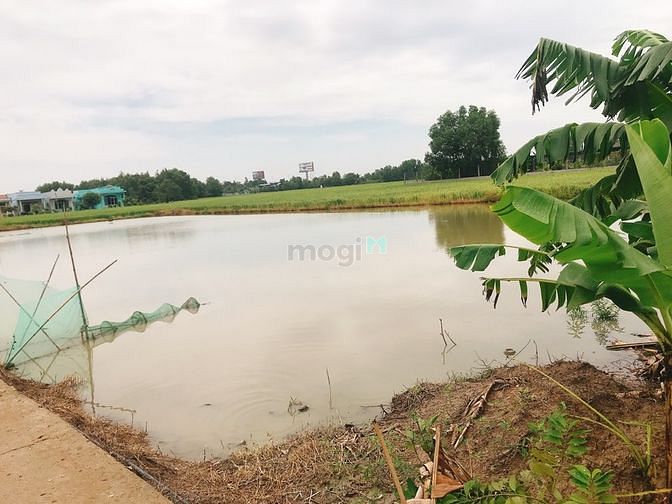 Hình ảnh Đất Nông Nghiệp, Tân Túc, Bình Chánh