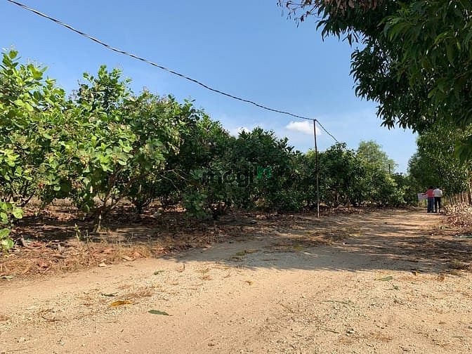 Hình ảnh Đất NGỘP 1612m2 ngay khu dân cư, SHR, được qui hoạch đất ONT.
