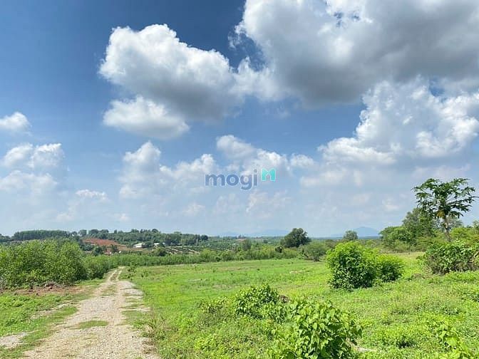 Hình ảnh Còn Lô đất Vàng 1100m2 (100 thổ) điểm xuống CAO TỐC, Phước Bình