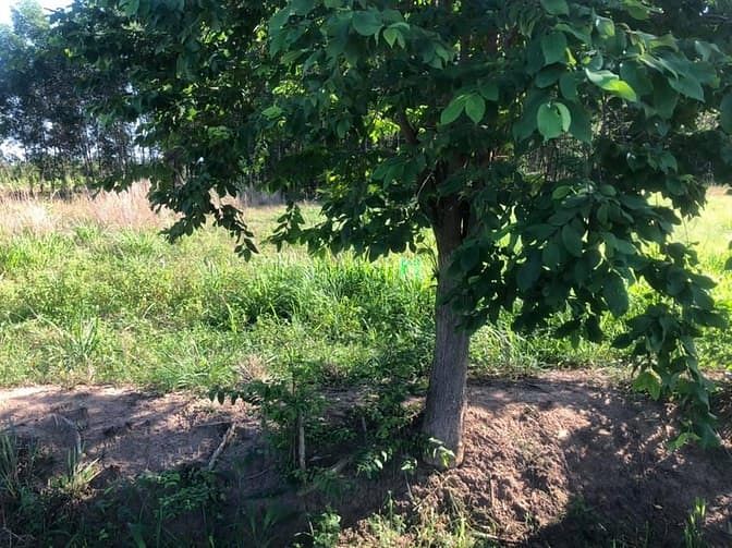 Hình ảnh Bán 192m2 đất mặt tiền đường 32m, GIÁ siêu mềm, ONT, SHR.