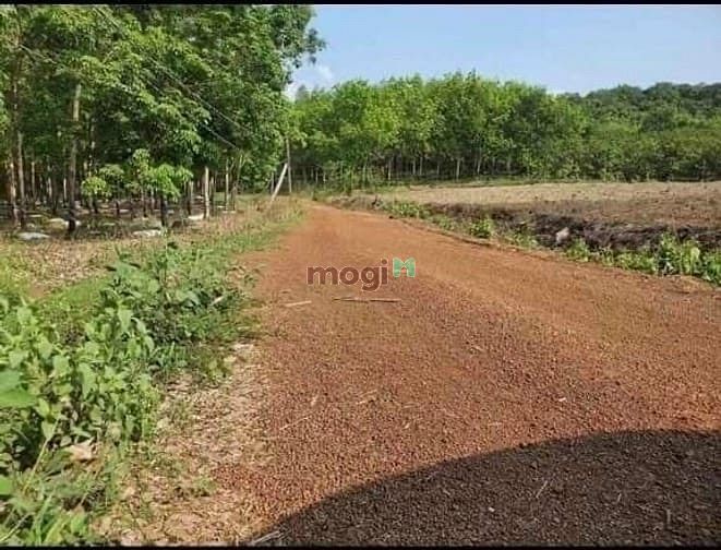 Hình ảnh Bán đất gấp 1425.5m² tại Bình Phước giá 350 triệu.