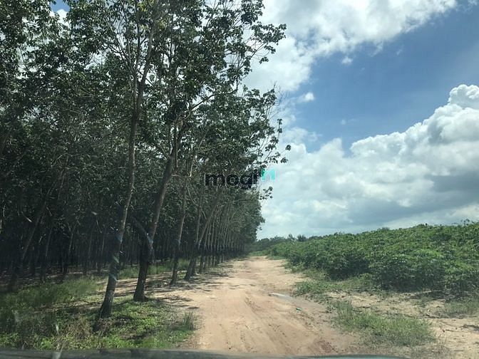 Hình ảnh 27 héc đất Tân Thắng Bình Thuận giá 38 tỷ.