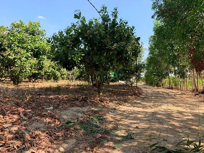 Hình ảnh Dịch khó khăn bán NGAY 1612m2 (36X40m) đất LONG THÀNH