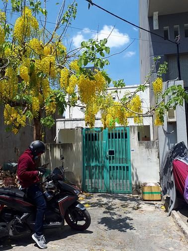 Hình ảnh Nhà cấp 4, hẻm 161 đường Đất Mới, DT 4x25m, hẻm 8m, giá 5.2 tỷ