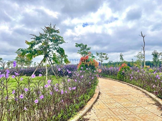 Hình ảnh Đất nền sổ đỏ trung tâm Thành phố Buôn Ma Thuột