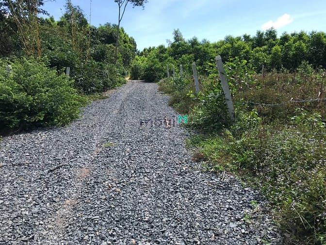 Hình ảnh Đất thôn 4 Sơn Mỹ. Có 200 m2 thổ cư . Giá 3 tỷ 8.