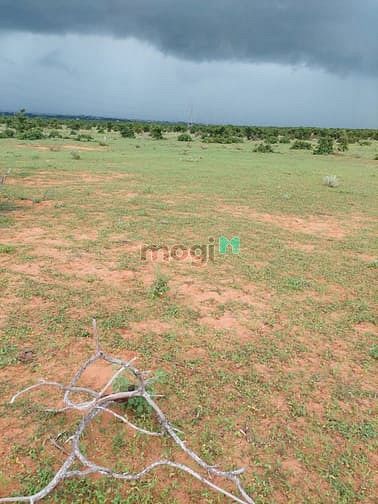 Hình ảnh Đất Bình Thuận 100k/m2. 5000m2 giá 500tr, cách biển 5km.