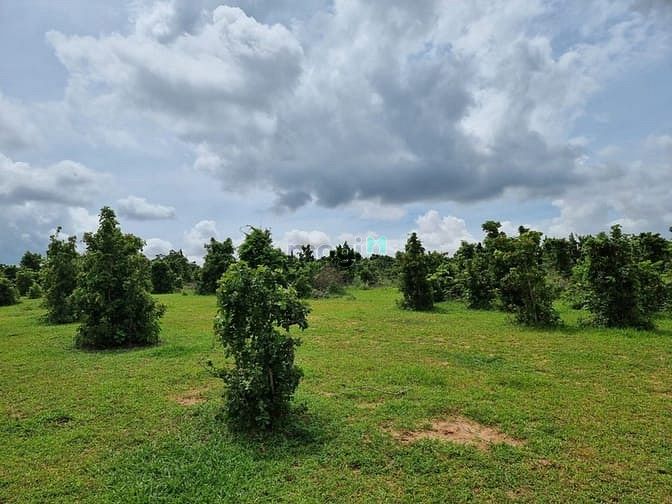 Hình ảnh Đất Bình Thuận 100k/m2. 5000m2 giá 500tr, cách biển 5km.
