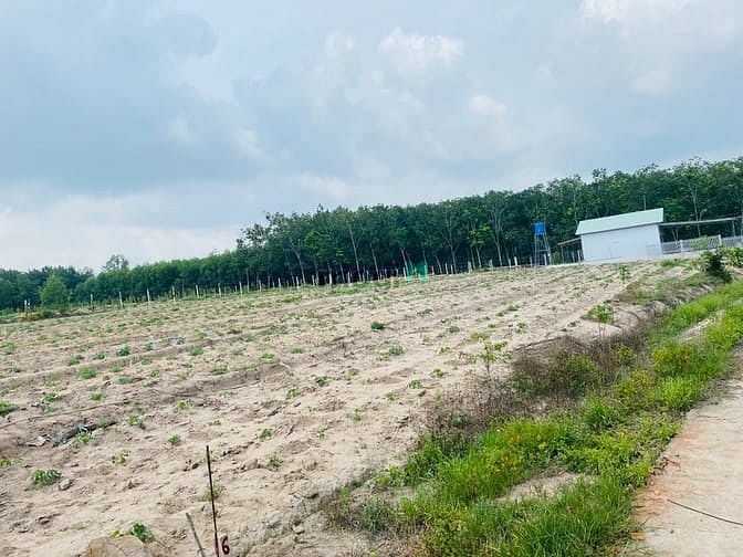 Hình ảnh Bán đất được quy hoạch đất ONT xã Phước Bình - Long Thành