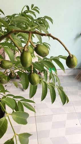 Hình ảnh Cho nữ thuê phòng riêng có WC + sân thượng,bếp 2tr
