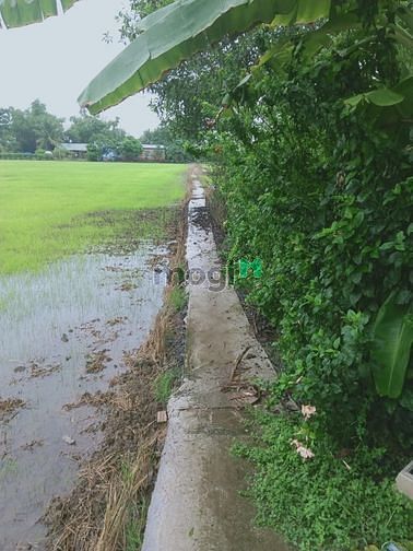 Hình ảnh Bán miếng đất 1000m2 xã Tân Lân huyện Cần Đước