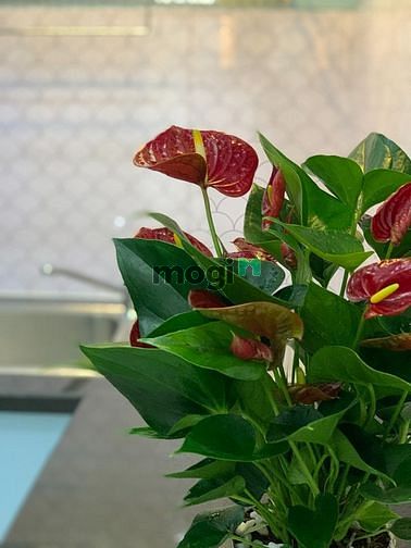 Hình ảnh Bán Trang Chủ MB66.COM / Đăng Ký Tặng 66K 56m2 Sky Garden 3, giá 2.48 tỷ. Nhà mới 100%