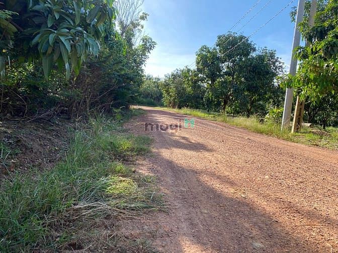 Hình ảnh Bán vườn trái cây 1000m2 có 100m2 TC (Quy hoạch ONT ) giá 890tr ở ĐN.