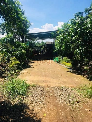 Hình ảnh Bán vườn trái cây 1000m2 có 100m2 TC (Quy hoạch ONT ) giá 890tr ở ĐN.