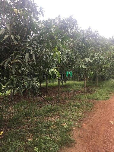 Hình ảnh Bán vườn trái cây 1000m2 có 100m2 TC (Quy hoạch ONT ) giá 890tr ở ĐN.