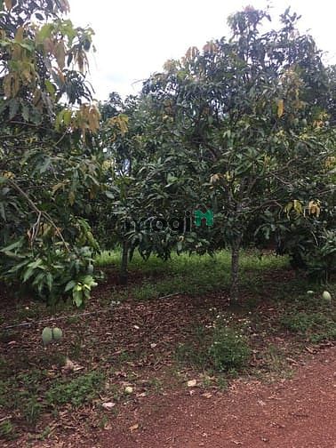 Hình ảnh Bán vườn trái cây 1000m2 có 100m2 TC (Quy hoạch ONT ) giá 890tr ở ĐN.
