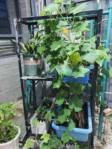 Hình ảnh Nhà phố đẹp Tân Bình, 60m2, 7 tỷ