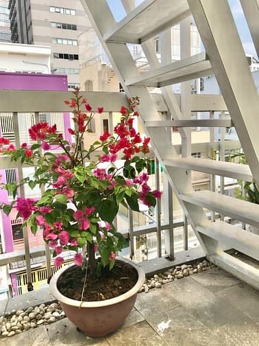 Hình ảnh 💥 Mb6623 nạp rút nhanh chóng được giảm sốc có cây trồng 💯