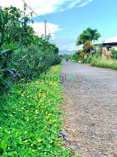Hình ảnh Bán 1104m2 (100 thổ) ấp 7 Phước Bình-Long Thành