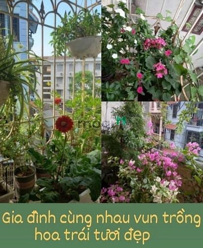 Hình ảnh Cho thuê CC số 3 ngõ 135 Nguyễn Văn Cừ giá 6tr
