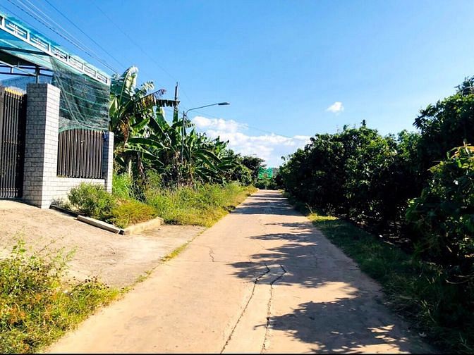 Hình ảnh Bán vườn xoài Bằng Lăng giá tốt