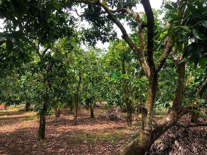 Hình ảnh Bán vườn xoài Bằng Lăng giá tốt