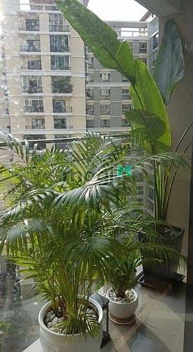 Hình ảnh Cho thuê Trang Chủ MB66.COM / Đăng Ký Tặng 66K Estella Height - An Phú - Quận 2